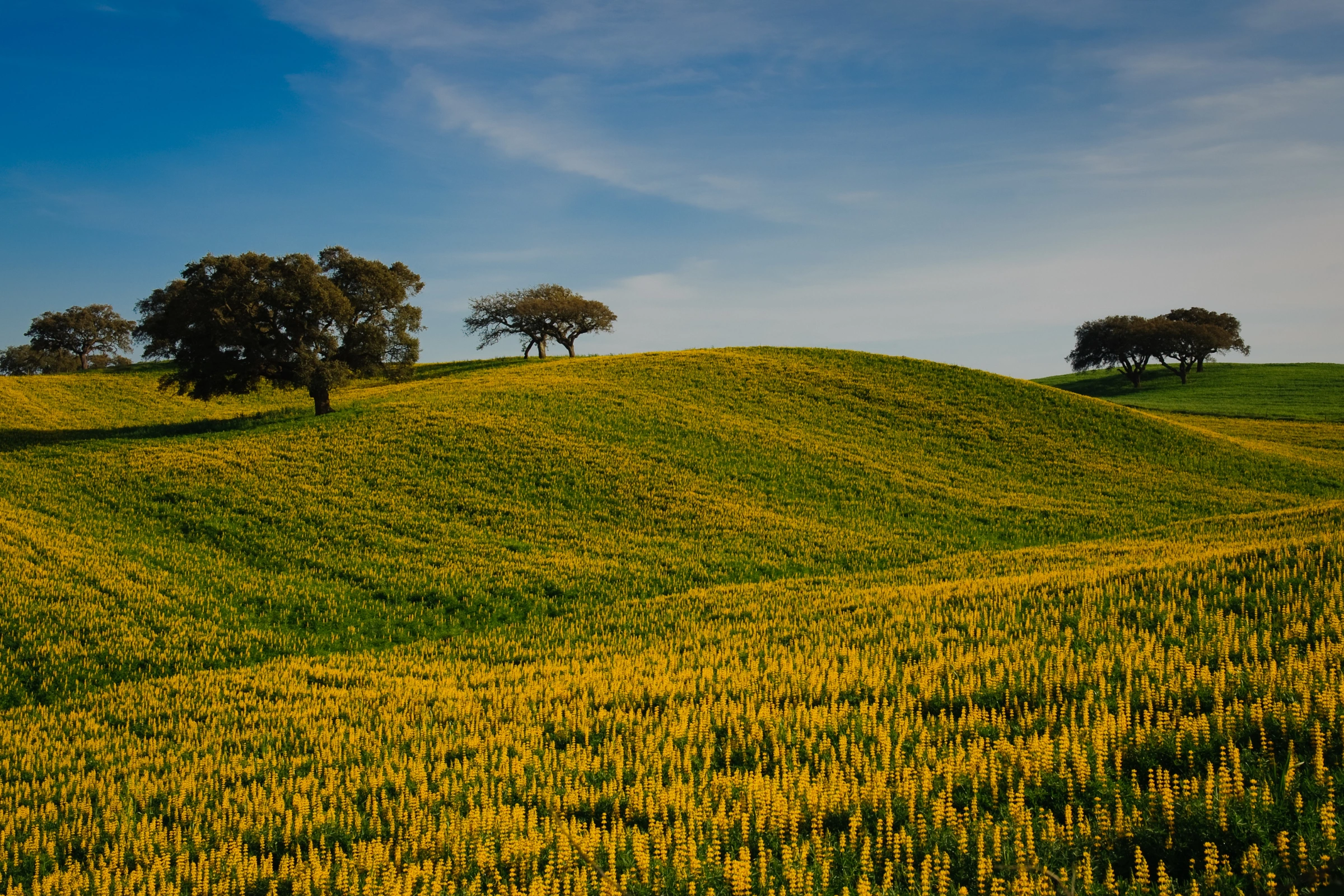 Alentejo[1].webp